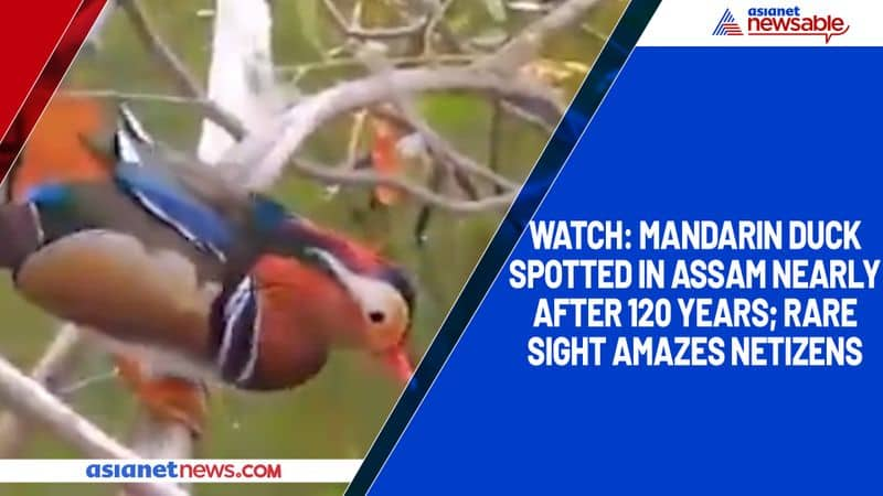 Watch Mandarin duck spotted in Assam nearly after 120 years; rare sight amazes netizens-tgy