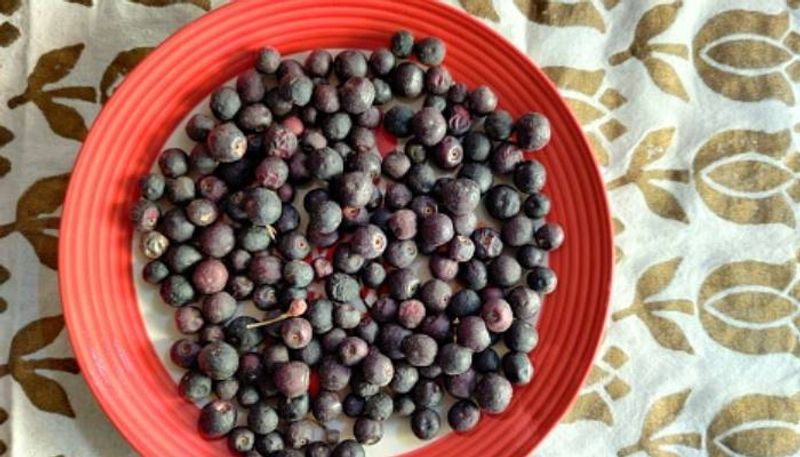 how to grow Phalsa