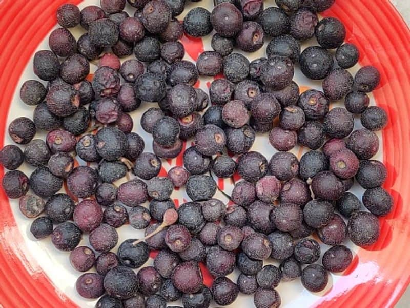 how to grow Phalsa