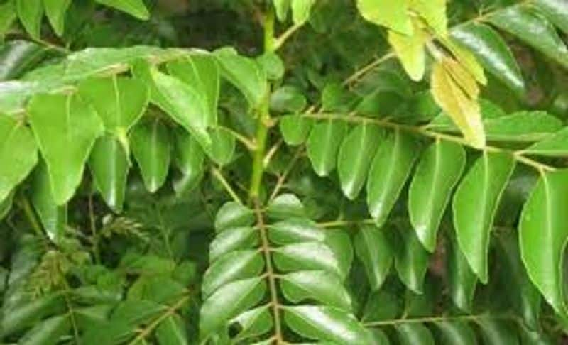 Vastu Expert tells Right Direction to place Curry Leaf Plant For Happiness and Prosperity ram 