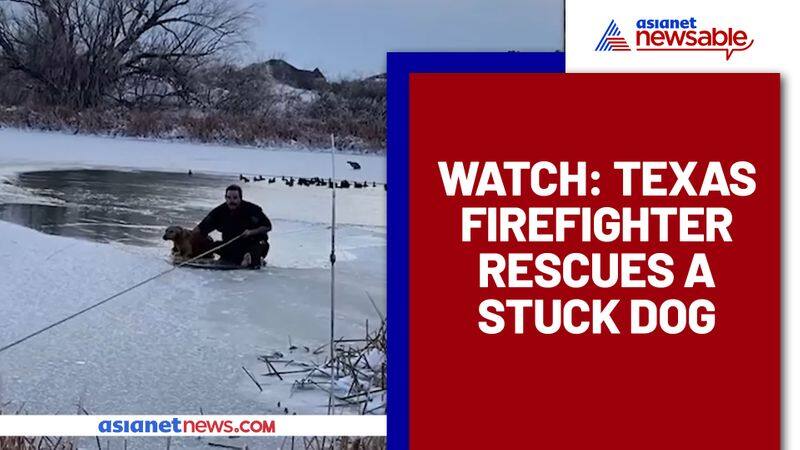 Fire Rescue Battalion Chief rescues a dog stuck in frozen pond, Watch Video - gps