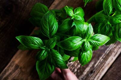 Incredible benefits of basil leaves you should not miss out on