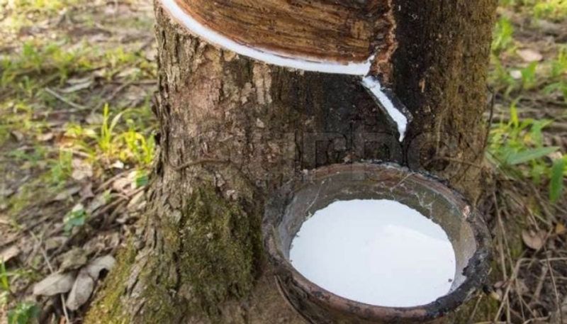 natural rubber price hike cross 157 rupees per kilogram