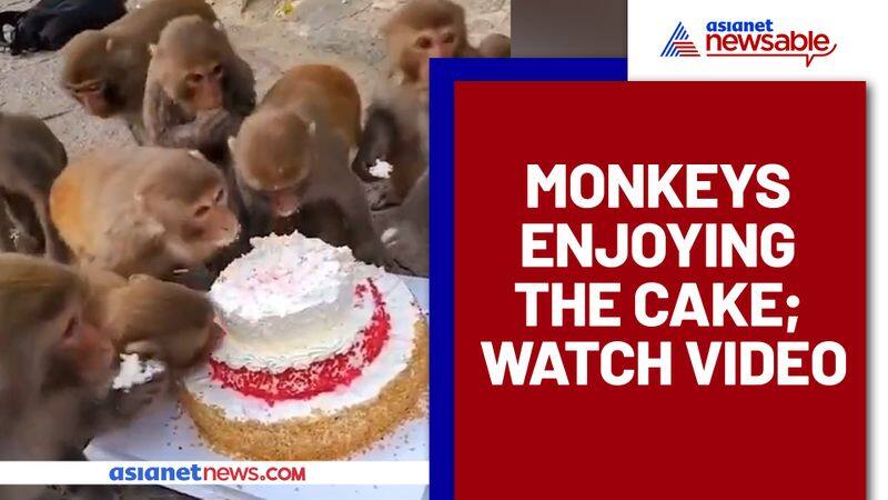 Monkeys enjoy cake, 'Pawri Ho Rahi Hai', Watch viral video - gps