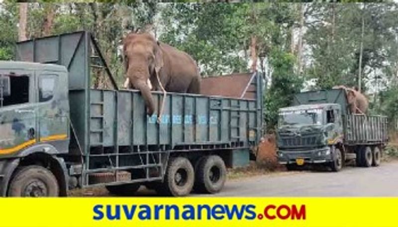 elephants used to track man-eating tiger in Karnataka Kodagu mah