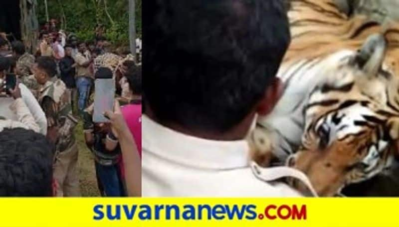 Forest Officers Catch Man-Eating Tiger In Karnataka Kodagu madikeri mah