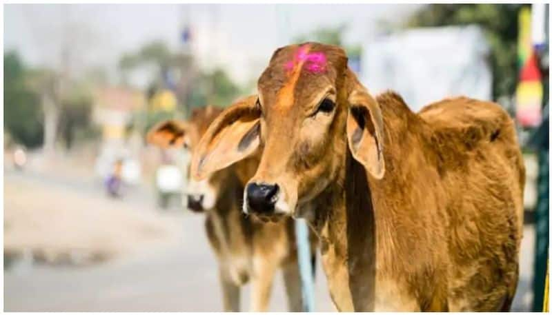 Cow undergoes surgery after eating owner gold chain in sirsi snr