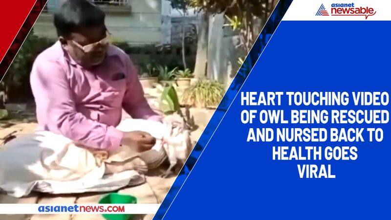 Heart touching video of owl being rescued and nursed back to health goes viral-tgy