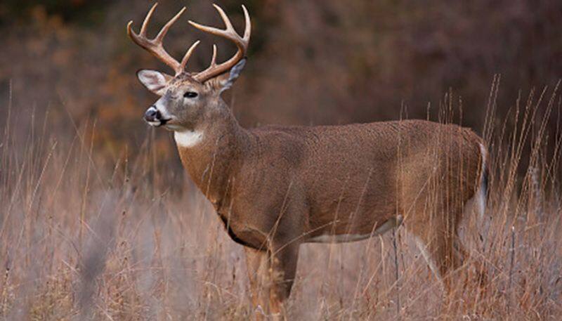 Have you ever heard of any deer whose eyeballs grow hair? A Whitetail deer have been found (Check Pictures) - gps