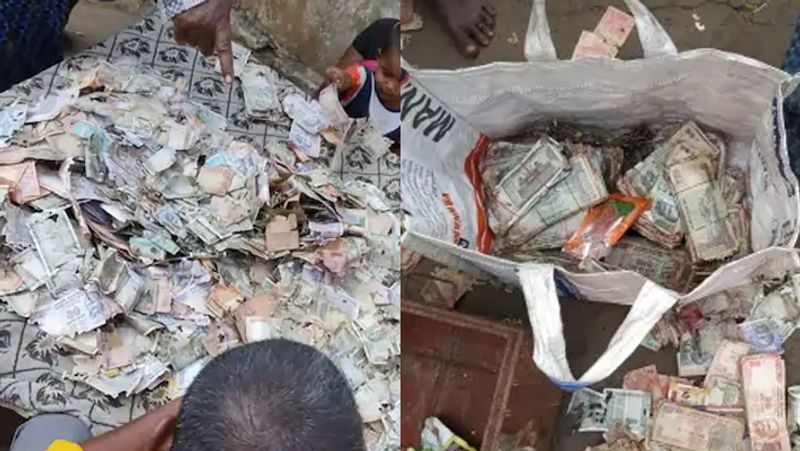 termites destroy currency notes worth rs 2 15 lakh in udaipur pnb customers furious ash