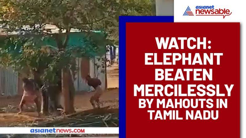 Heres why an elephant was brutally thrashed by heartless mahouts, Watch this inhumane behaviour - gps