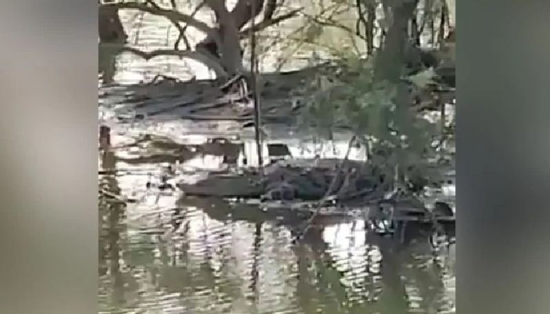 crocodile rescued from a sewer in navi mumbai