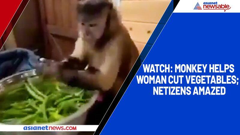 Watch Monkey helps woman cut vegetables;  netizens amazed-TGY