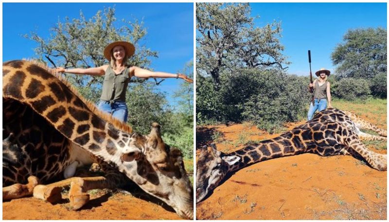 South African Trophy Hunter Kills Giraffe and Cuts Out Heart as Valentines Day Gift for Husband