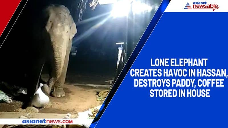 Lone elephant creates havoc in Hassan, destroys paddy, coffee stored in house-ycb