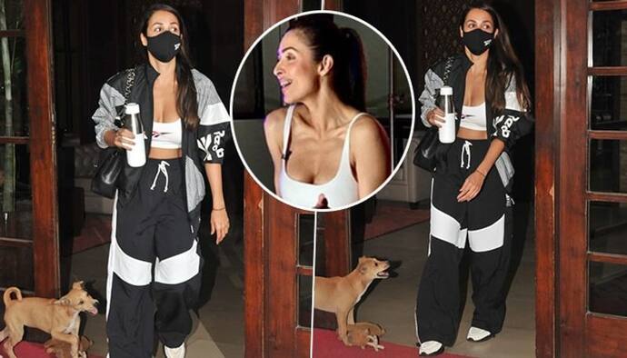 Malaika Arora gets attach by cute puppy; diva's daily shenanigans is a must-watch (Video)