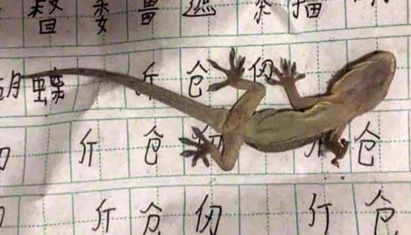 Heres what happened when a boy falls asleep on lizard while completing homework (Check out) - gps