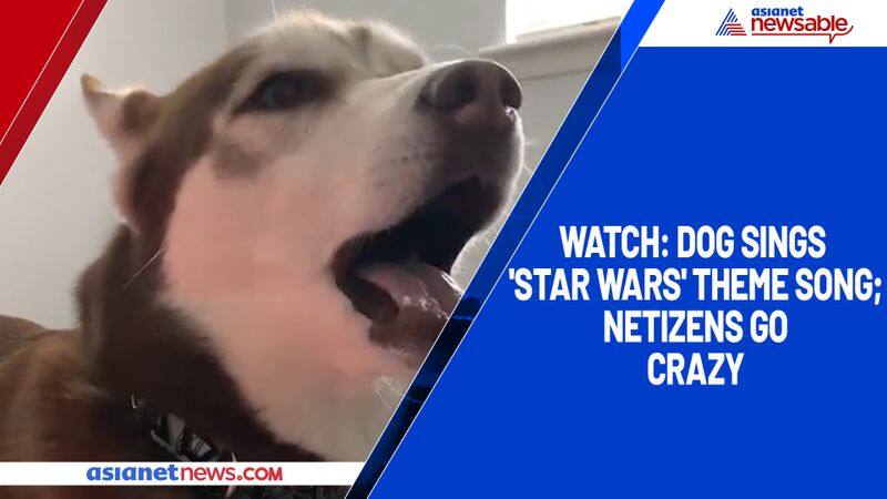 Watch Dog sings 'Star Wars' theme song; netizens go crazy-tgy