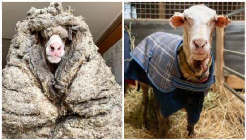 35 kg wool removed from wild sheep not reared for years