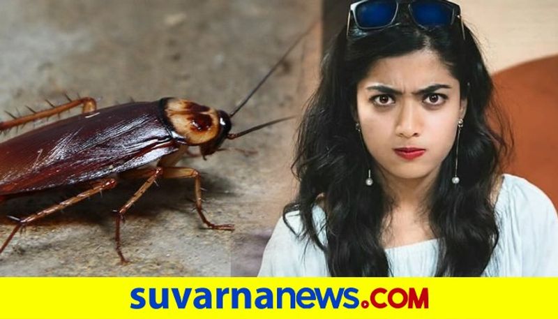 South Actress Rashmika Mandanna talks about fear of cockroach and sleepless night dpl