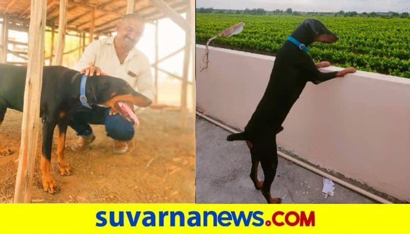 Pet Dog Dies After Fights With Snake To Save Owner in Vijayapura snr