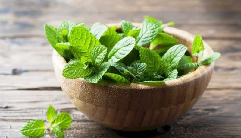 From weight loss to improving brain power: Health benefits of mint or pudina you must know-dnm