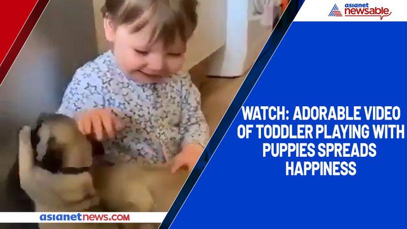 Watch Adorable video of toddler playing with puppies spreads happiness-tgy