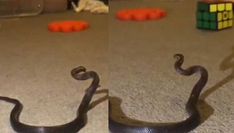 mother found snake hiding among toys in childs bedroom