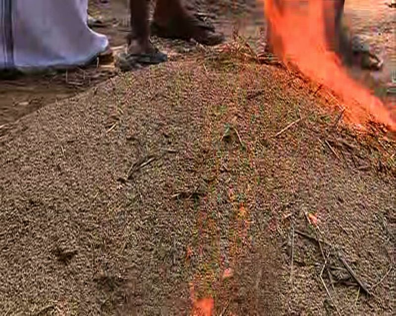 farmers protest by burning crop in kottayam