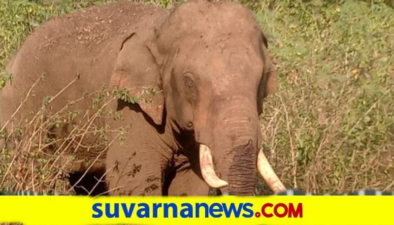 elephant Killed in Train Accident Hassan snr