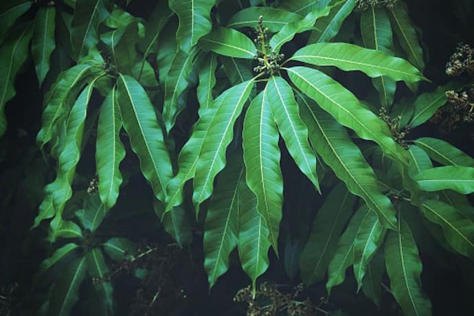 mango leaves