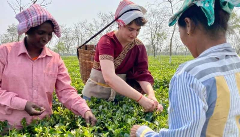 Priyanka Gandhi plucks tea leaves with tea garden workers in Assam