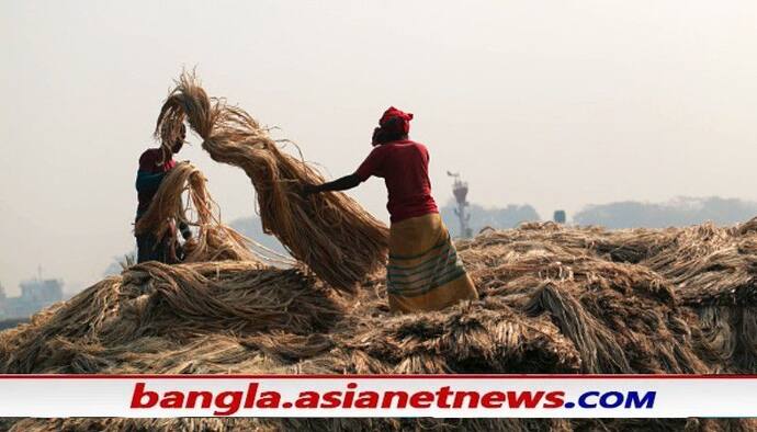 নির্বাচনের আগেই বাংলাকে বিশেষ উপহার, পাটচাষিদের জন্য বড় ঘোষণা নরেন্দ্র মোদীর