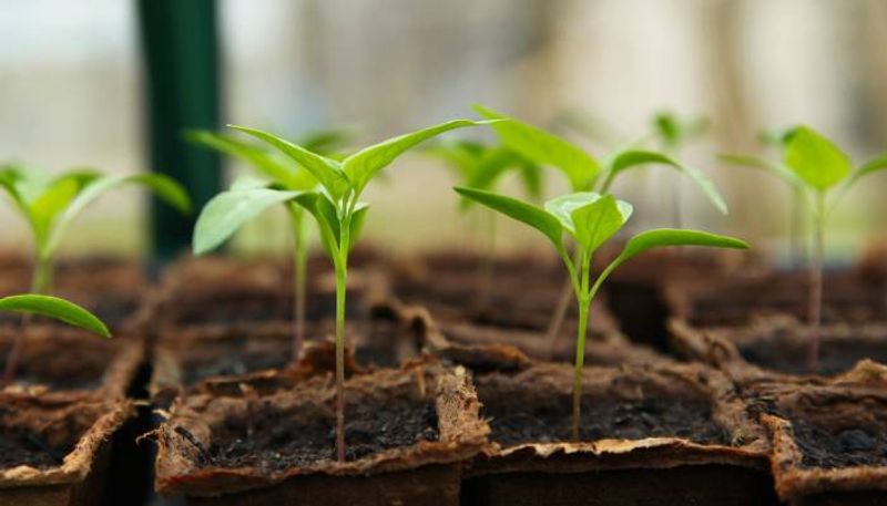 tips for beginners on how to grow vegetables