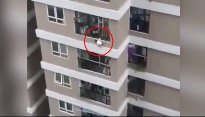 Delivery Driver Catches Toddler Who Fell From 12th Storey