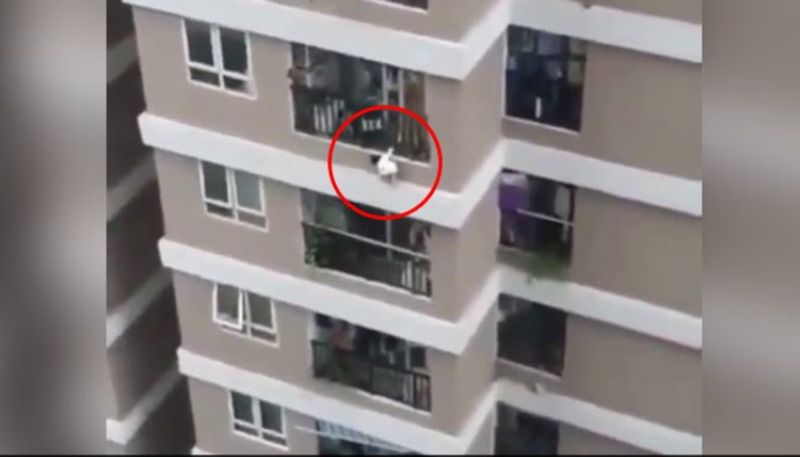 Delivery Driver Catches Toddler Who Fell From 12th Storey