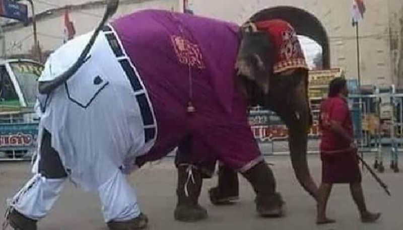 Photo of elephant wearing shirt and pants goes viral