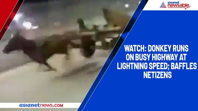 Watch Donkey runs on busy highway at lightning speed; baffles netizens-tgy