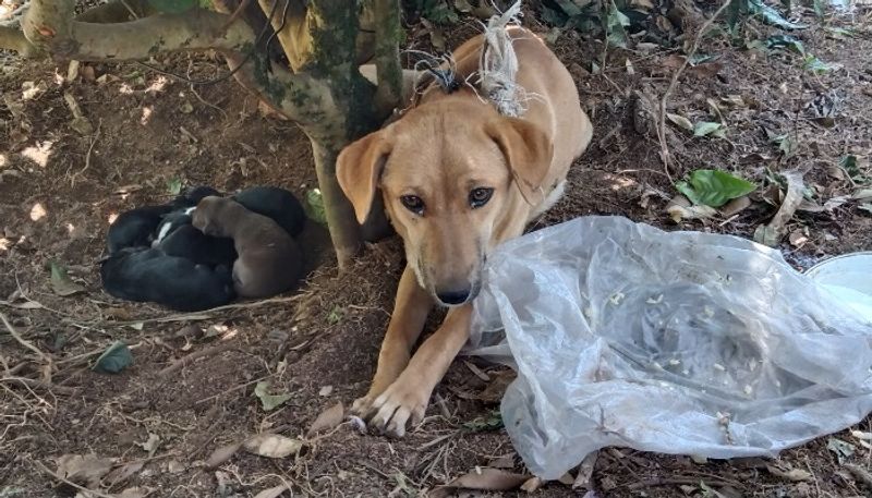 A pregnant dog was tied to a rope by strangers