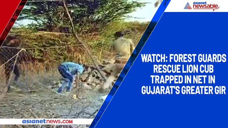 Watch Forest guards rescue lion cub trapped in net in Gujarat's Greater Gir-TGY