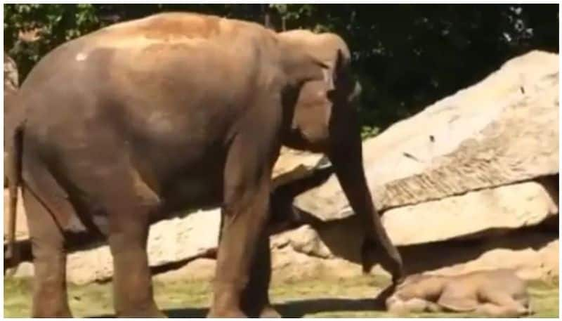 Elephant calf refuses to wake up from slumber