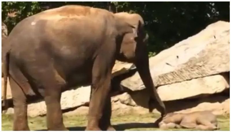 Elephant calf refuses to wake up from slumber