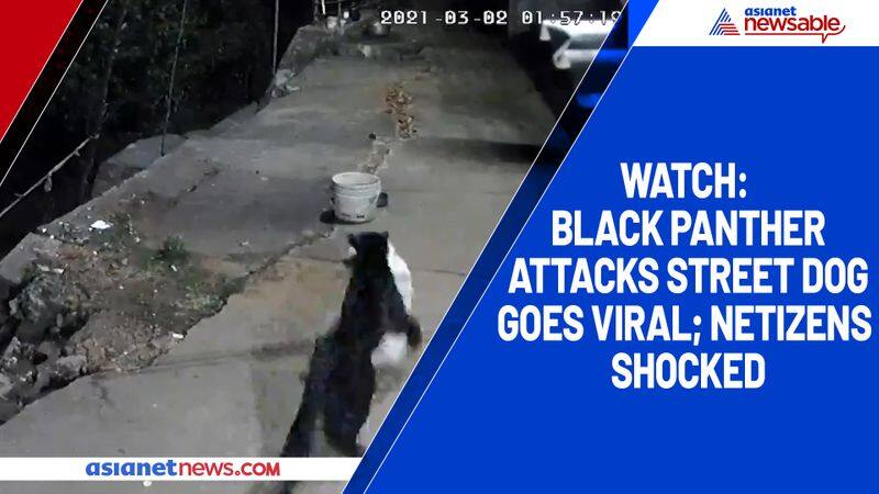 Watch Black Panther attacks street dog goes viral; netizens shocked-tgy