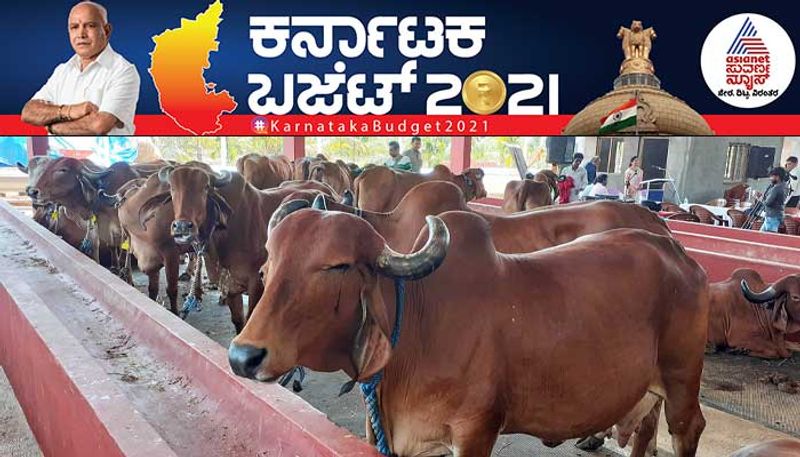 Karnataka Budget 2021 cattle byre in every district  mah