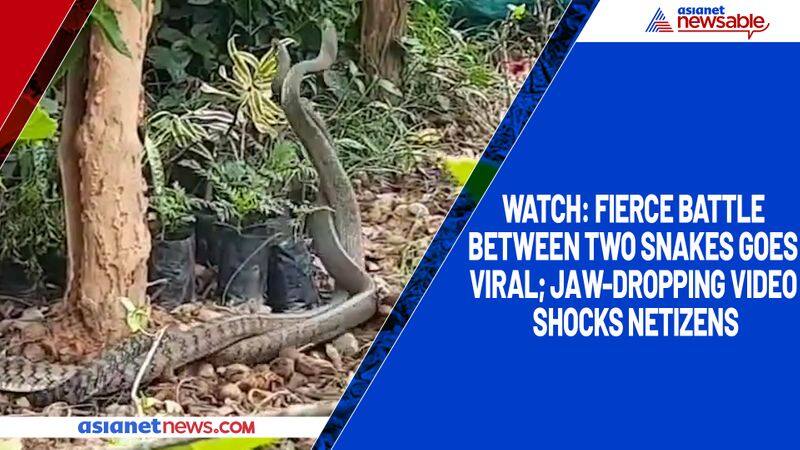 Watch Fierce battle between two snakes goes viral; jaw-dropping video shocks netizens-tgy