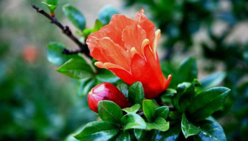 dwarf pomegranate how to grow in our garden