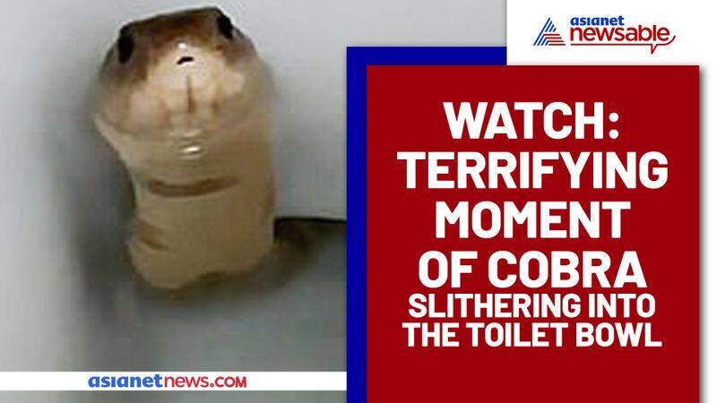 Cobra found in the toilet bowl; Terrifying video goes viral - gps