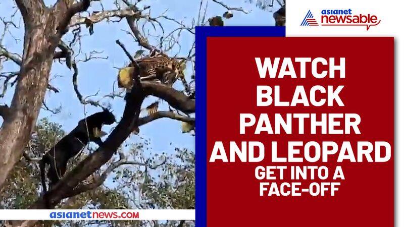 A sudden encounter between black panther and leopard left netizens in shock; Watch video - gps