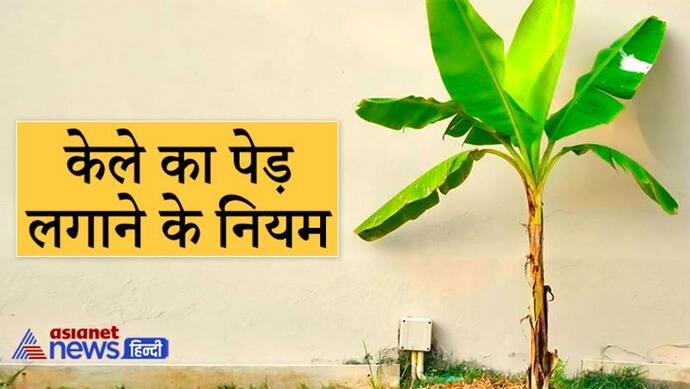 केले का पेड़ लगाएं तो ध्यान रखें ये 8 बातें, नहीं तो जीवन में बनी रहेंगी परेशानियां