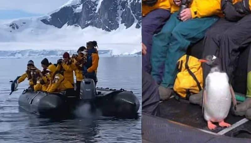 Penguin jumps into boat to escape from killer whales